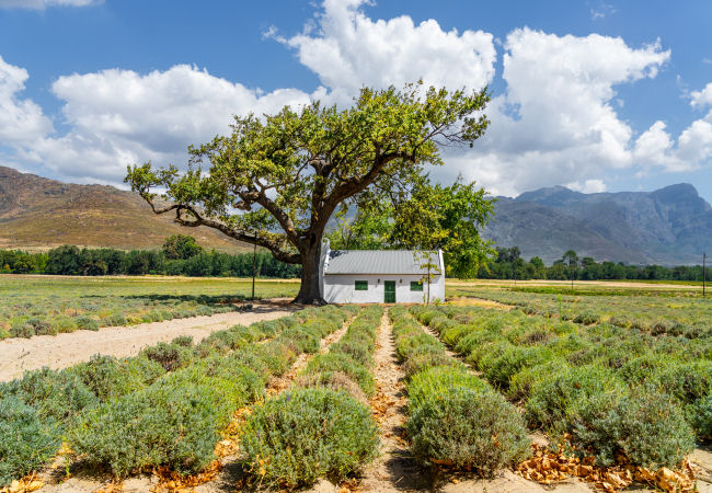 Cape Winelands