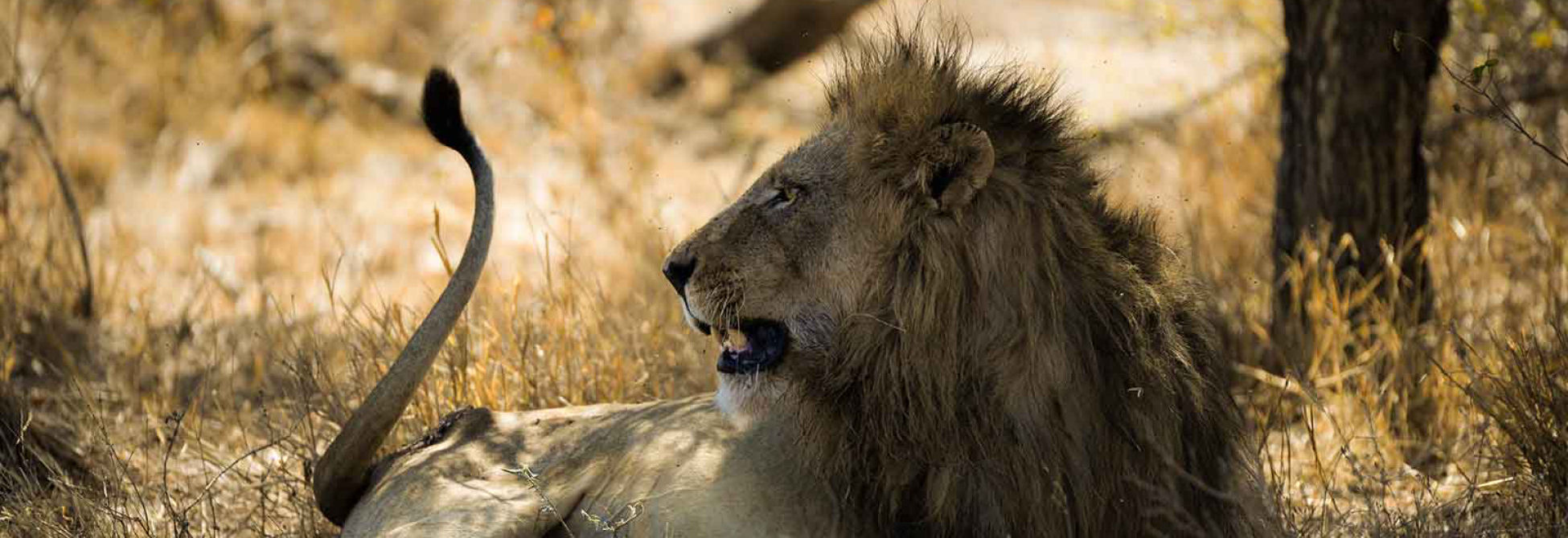 Kruger, Swaziland & Kwa-Zulu Natal