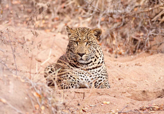 Kruger National Park. Mpumalanga. South Africa