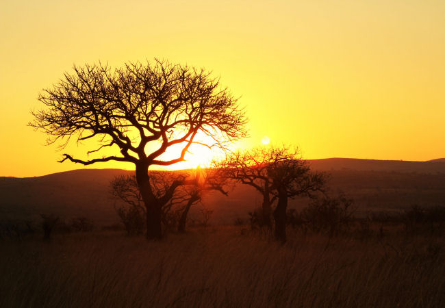 Elephant Coast