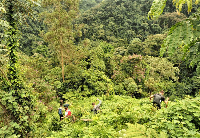 gorilla tracking in Bwindi