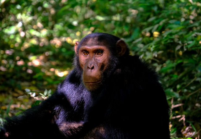 Uganda
