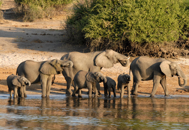 Chobe National Park