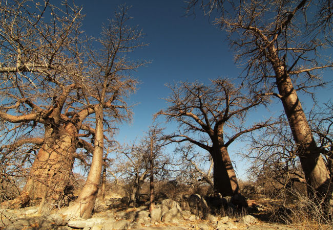 Baobabs