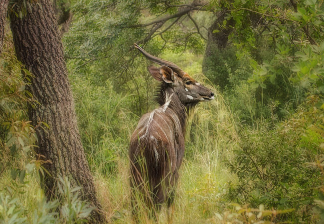 Kruger National Park